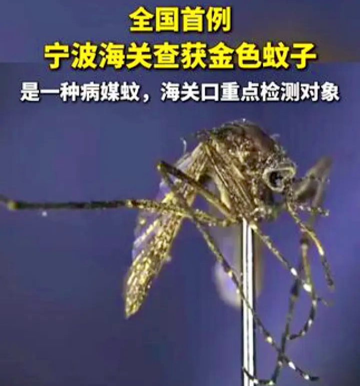 杭州疫情,杭州疫情蚊子-第1张图片